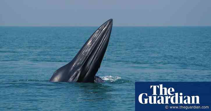 A 'uniquely American whale': new species discovered off southern US coast
