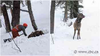 Right place at the right time: Man rescues elk from B.C. mountain avalanche