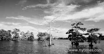 Beauty, Serenity, Stillness: An Ode to the Final Miles of the Mississippi River