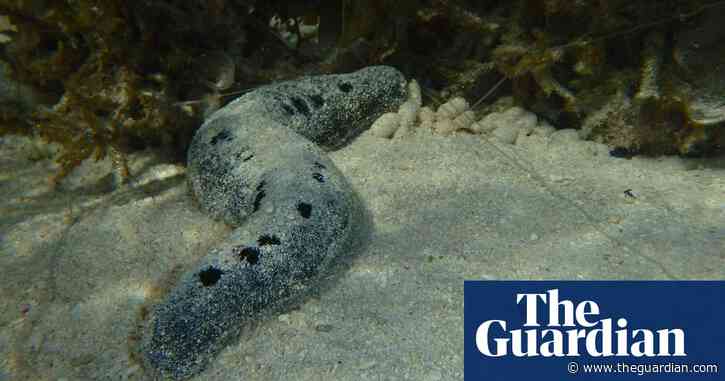 'Spooning poo': how five Eiffel Towers' worth of sea cucumber poo help sustain a Queensland reef