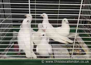 Flight of doves dumped in Acton street
