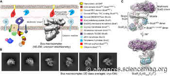 Architecture and regulation of an enterobacterial cellulose secretion system - Science Advances