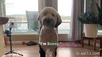 Meet Bunny the talking dog!