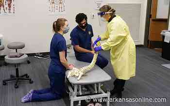 Covid another teacher for medical students - Arkansas Online - Arkansas Online