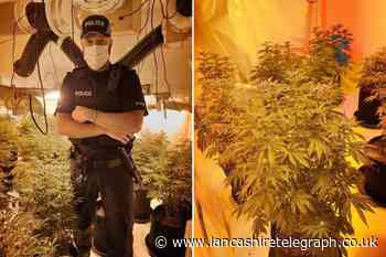 Over £5million of cannabis taken off streets by neighbourhood policing team