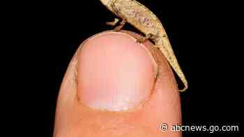 Tiny chameleon a contender for title of smallest reptile