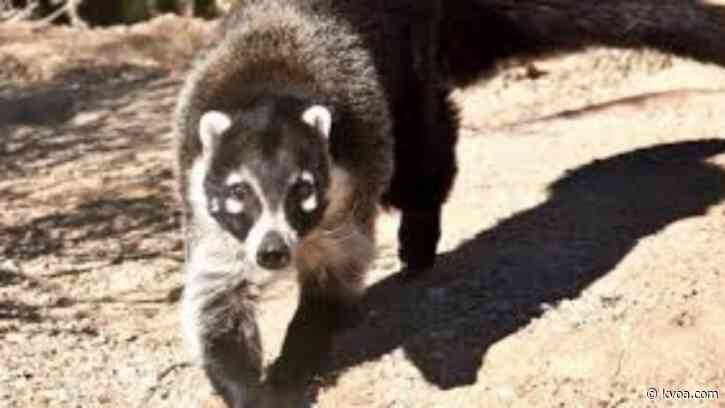 Aggressive coati captured, put down after injuring 2 hikers in Sabino Canyon