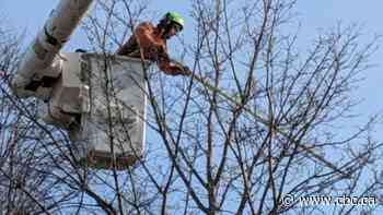 City tree workers log less than 4 productive hours per day: auditor general
