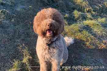 Puppy survives after falling 40ft off bridge into frozen river - Dudley News