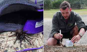 Outbreak of deadly funnel web spiders creates unexpected need: experts want you to CATCH them.