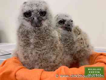 AWWWW: Houston Wildlife Center rescues baby Great Horned Owls - KPRC Click2Houston
