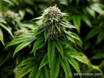 Amsterdam's loss to be a gain for cannabis tourism in Toronto? - Toronto Sun