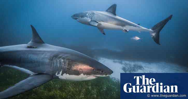Climate crisis pushing great white sharks into new waters