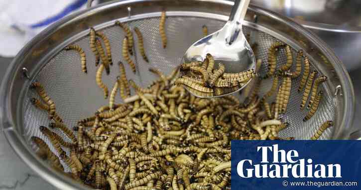 Animals farmed: insects for lunch, £2bn for mink farmers and the future of male chicks