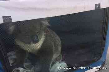Koala rescued after causing five-car pileup in Australia - St Helens Star