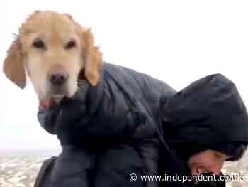 Labrador stranded alone on Irish mountain for two weeks rescued by walkers