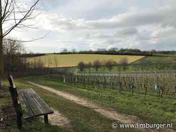 Winters wandelen langs wijngaarden in Winthagen - De Limburger