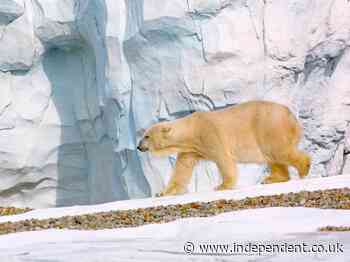 Female polar bear killed during breeding at Detroit Zoo