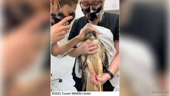 Red-tailed hawk recovering after struck by vehicle on highway