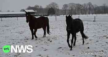 Gemeente Duffel waarschuwt: "Verzorg de dieren die nog in de wei staan bij deze vriestemperaturen" - VRT NWS