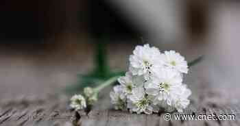 $7,000 reimbursement for COVID-19 funerals: Who it's for, how to apply and other details     - CNET