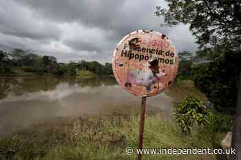 Experts urge Colombia to cull drug kingpin Pablo Escobar’s hippos