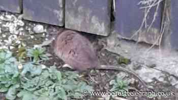 Fears for health of children over rats running wild near play park