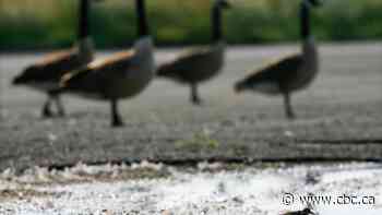 A Canada-U.S. flap over protecting migratory birds takes new twist