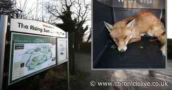 Heartbreak after fox that was shot in the eye near country park dies