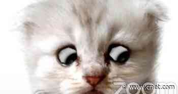 Zoom blooper turns lawyer into a kitten: 'I'm here live, I'm not a cat'     - CNET