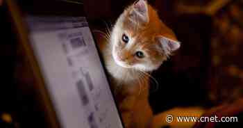 How to turn yourself into a kitten on Zoom, just like that lawyer did     - CNET