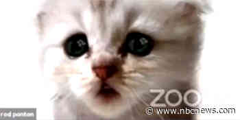 'I'm not a cat': Video shows lawyer can't turn off kitten filter during Zoom court appearance