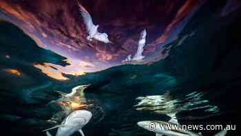 Stunning shots shows circling sharks