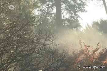 Plantaardig vuurwerk in het Arboretum (Kalmthout) - Gazet van Antwerpen Mobile - Gazet van Antwerpen