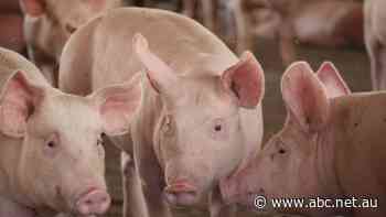 New variant of African swine fever raises biosecurity alert level