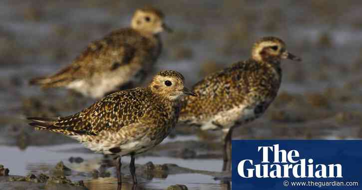 Birdwatch: golden plovers flash across the winter sky
