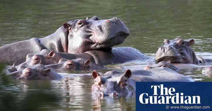 Pablo Escobar's hippos must be culled to halt biodiversity disaster – scientists