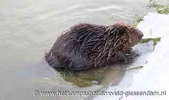 Bever in de Avelingen - HetKompasHardinxveld-Giessendam.nl