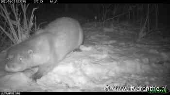 Wildcam: otter en bever in de sneeuw - RTV Drenthe