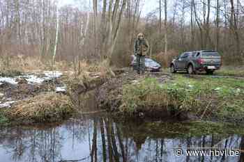 Gracht lost overlast van bever op maar legt moeras droog - Het Belang van Limburg