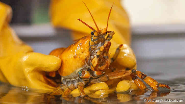 Rare Yellow Lobster Named Banana Caught Off Maine