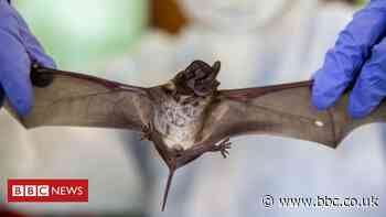 Coronavirus: Bat scientists find new evidence