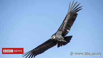 Bolivia investigates death of 35 condors