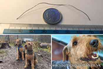 Couple alarmed after finding '80mm metal wire' in dog food from Richmond company - Your Local Guardian