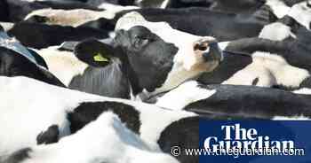 Plant-based diets crucial to saving global wildlife, says report - The Guardian