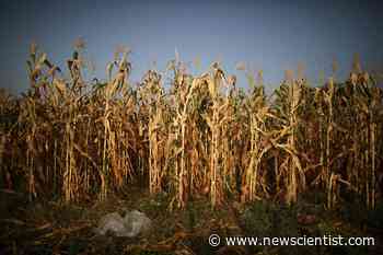 Climate impact on childhood diet may undermine food security efforts - New Scientist