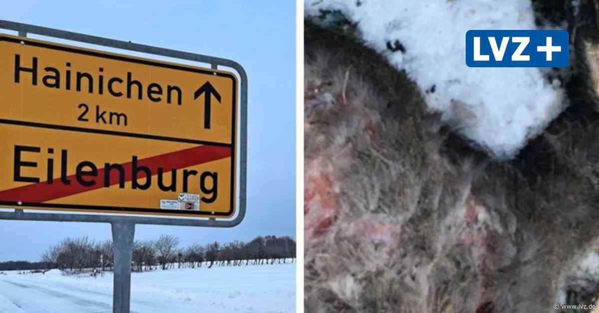 Eilenburg: Hund jagt Rehkitz und beißt es tot - Leipziger Volkszeitung