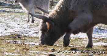 The Chillingham wild cattle thriving in the lockdown