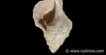 Hear the Sound of a Seashell Horn Found in an Ancient French Cave