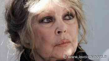 Arras : soucieuse de « se défendre elle-même », Brigitte Bardot sollicite le renvoi de son jugement face aux chasseurs - La Voix du Nord